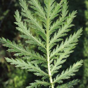 Photographie n°270495 du taxon Tanacetum vulgare L. [1753]