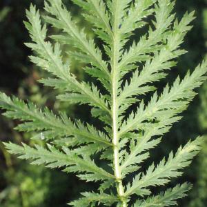 Photographie n°270496 du taxon Tanacetum vulgare L. [1753]