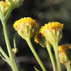 Photographie n°270498 du taxon Tanacetum vulgare L. [1753]