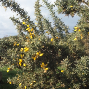 Photographie n°270504 du taxon Ulex europaeus L. [1753]