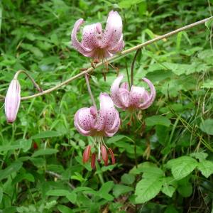 Photographie n°270516 du taxon Lilium martagon L.