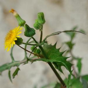 Photographie n°270535 du taxon Sonchus oleraceus L. [1753]