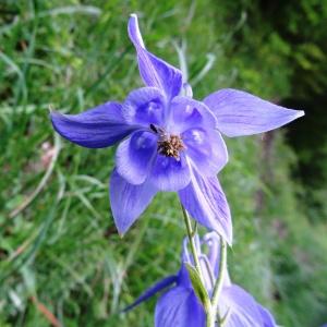 Photographie n°270539 du taxon Aquilegia vulgaris subsp. vulgaris