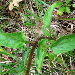 Photographie n°270546 du taxon Prunella vulgaris subsp. vulgaris