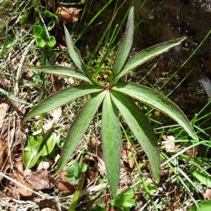 Photographie n°270562 du taxon Helleborus viridis subsp. viridis