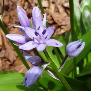  - Tractema lilio-hyacinthus (L.) Speta [1998]
