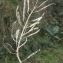  Liliane Roubaudi - Brassica oleracea L. [1753]