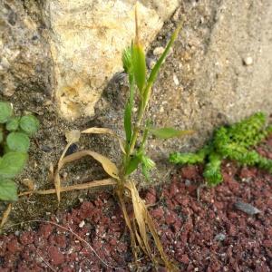 Photographie n°270607 du taxon Hordeum murinum L. [1753]