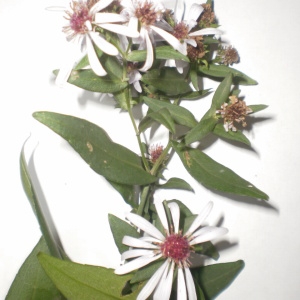 Photographie n°270665 du taxon Symphyotrichum x salignum (Willd.) G.L.Nesom [1995]