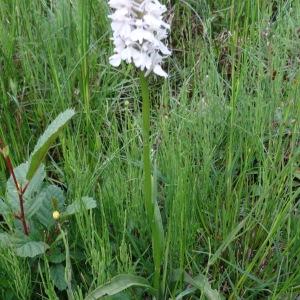 Photographie n°270696 du taxon Dactylorhiza fuchsii (Druce) Soó