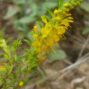 Photographie n°270721 du taxon Odontites luteus subsp. luteus