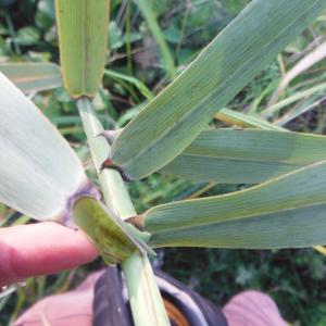 Photographie n°270758 du taxon Phragmites australis (Cav.) Trin. ex Steud.