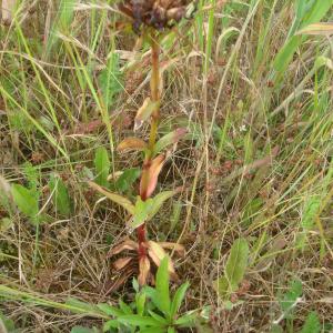  - Dianthus barbatus subsp. barbatus