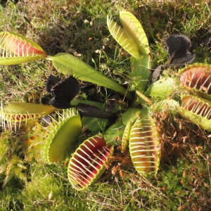Photographie n°270839 du taxon Dionaea muscipula J.Ellis [1768]