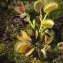  Liliane Roubaudi - Dionaea muscipula J.Ellis [1768]