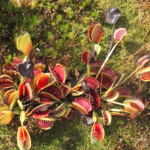 Dionaea muscipula J.Ellis