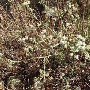 Photographie n°270950 du taxon Seseli tortuosum L. [1753]