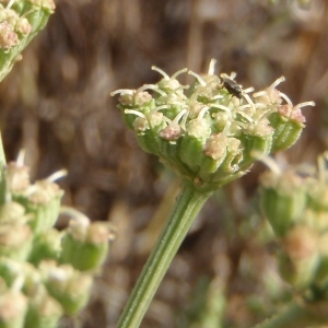 Photographie n°270952 du taxon Seseli tortuosum L. [1753]