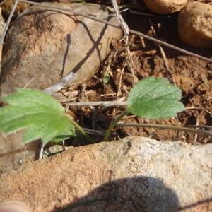 Photographie n°270979 du taxon Ranunculus paludosus Poir. [1789]