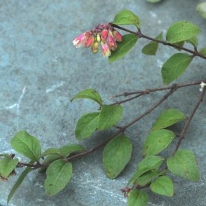 Photographie n°270996 du taxon Symphoricarpos x chenaultii Rehder [1921]