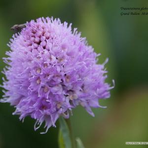 Photographie n°271049 du taxon Traunsteinera globosa (L.) Rchb. [1842]