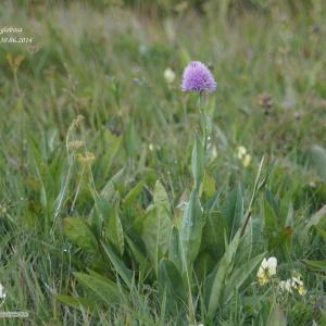 Photographie n°271050 du taxon Traunsteinera globosa (L.) Rchb. [1842]