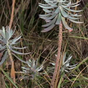 Photographie n°271078 du taxon Euphorbia characias L.