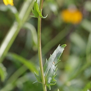 Photographie n°271095 du taxon Coleostephus myconis (L.) Cass. ex Rchb.f.