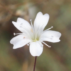  - Gypsophila repens L. [1753]