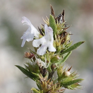  - Satureja montana L.