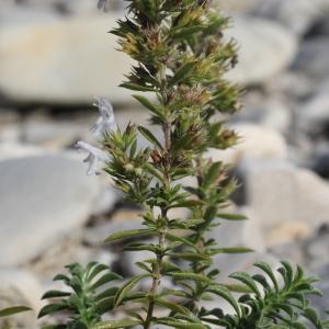 Photographie n°271129 du taxon Satureja montana L.