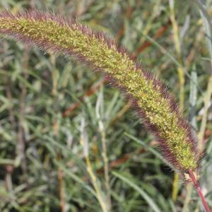 Photographie n°271133 du taxon Setaria italica (L.) P.Beauv. [1812]