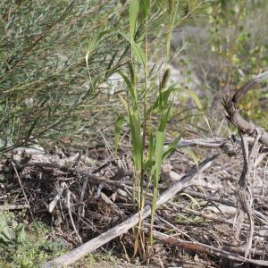 Photographie n°271135 du taxon Setaria italica (L.) P.Beauv. [1812]