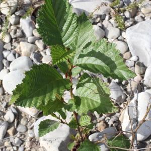 Photographie n°271140 du taxon Alnus incana (L.) Moench