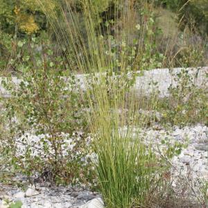 Photographie n°271146 du taxon Festuca arundinacea Schreb. [1771]