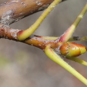 Photographie n°271156 du taxon Sorbus domestica L.