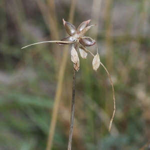 Photographie n°271170 du taxon Allium oleraceum L.