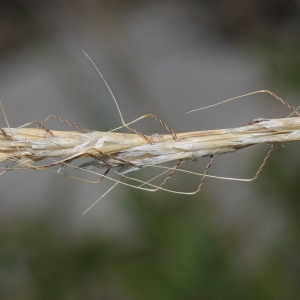 Photographie n°271171 du taxon Avena bromoides Gouan