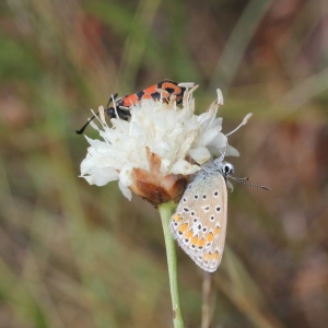 Photographie n°271191 du taxon Cephalaria leucantha (L.) Schrad. ex Roem. & Schult.