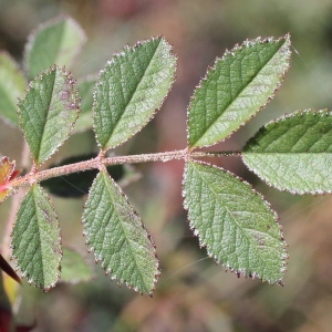 Photographie n°271205 du taxon Rosa agrestis Savi