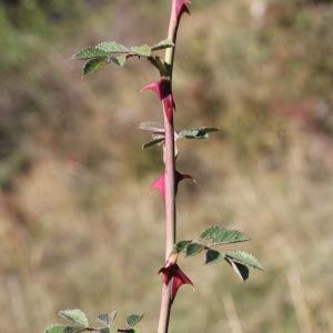 Photographie n°271206 du taxon Rosa agrestis Savi