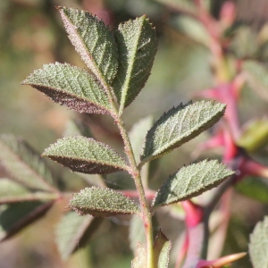 Photographie n°271207 du taxon Rosa agrestis Savi