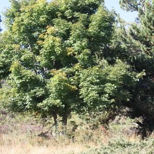 Photographie n°271209 du taxon Acer pseudoplatanus L.