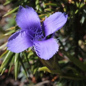  - Gentiana ciliata L. [1753]