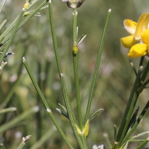 Photographie n°271223 du taxon Genista radiata (L.) Scop. [1772]