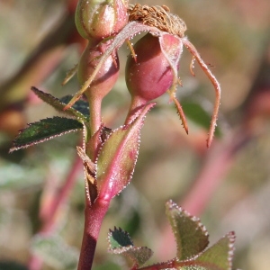 Photographie n°271231 du taxon Rosa agrestis Savi