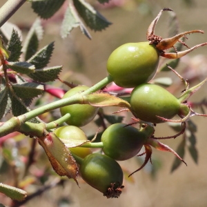 Photographie n°271235 du taxon Rosa agrestis Savi