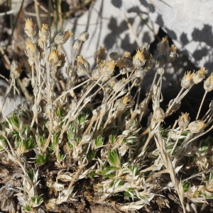 Photographie n°271245 du taxon Arenaria grandiflora L.