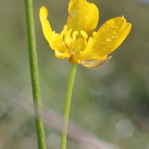 Photographie n°271254 du taxon Ranunculus serpens Schrank [1789]