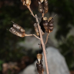 Photographie n°271265 du taxon Aconitum lycoctonum L.